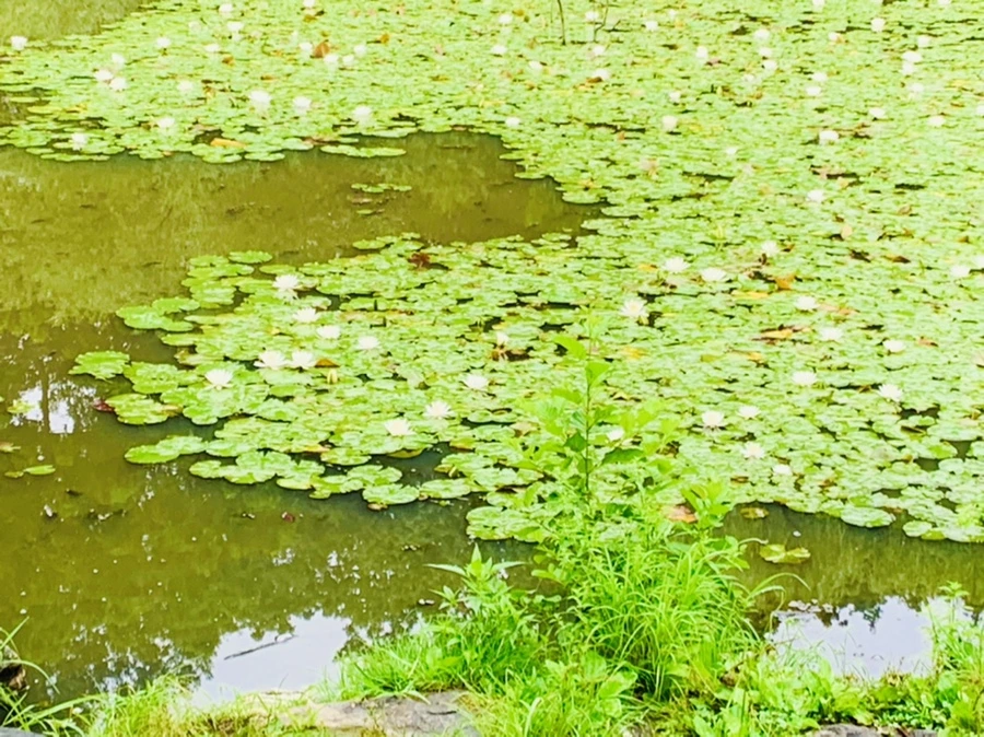 IMG_4848.jpg?type=w966