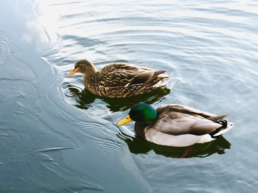 IMG_0814.jpg?type=w966