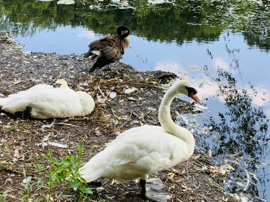 IMG_7634.jpg?type=w966