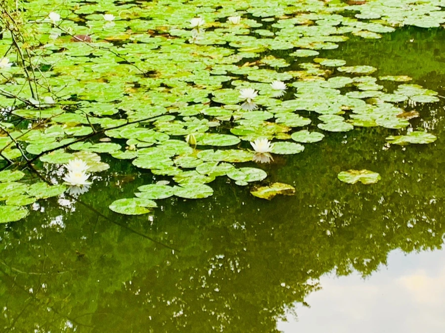 IMG_0402.jpg?type=w966