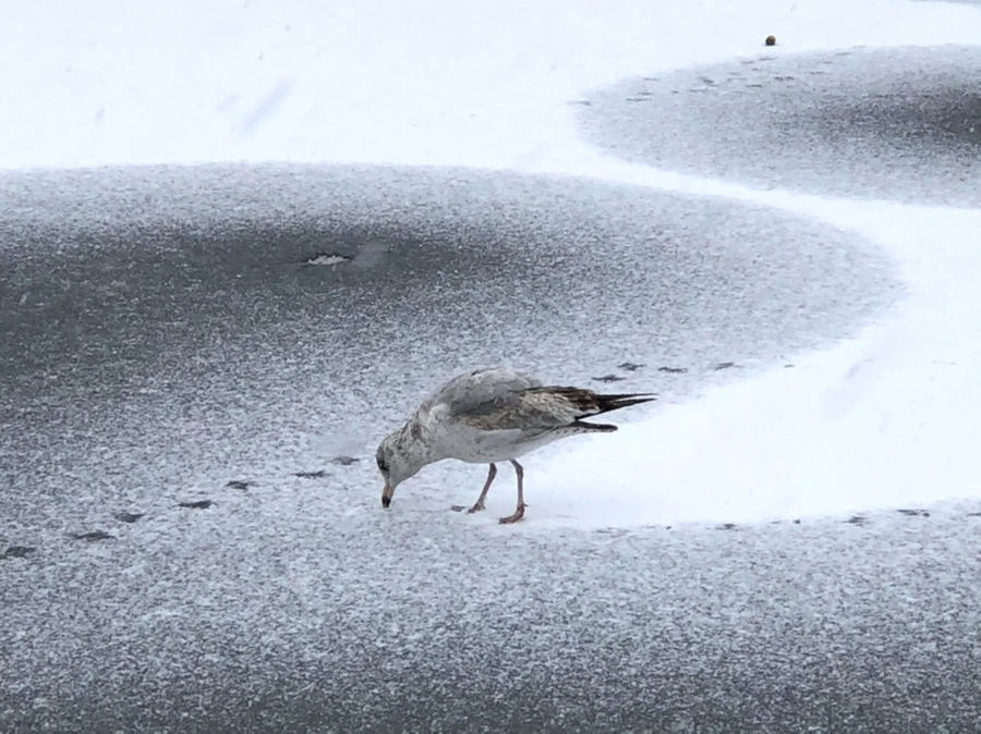 IMG_5977.jpg?type=w966