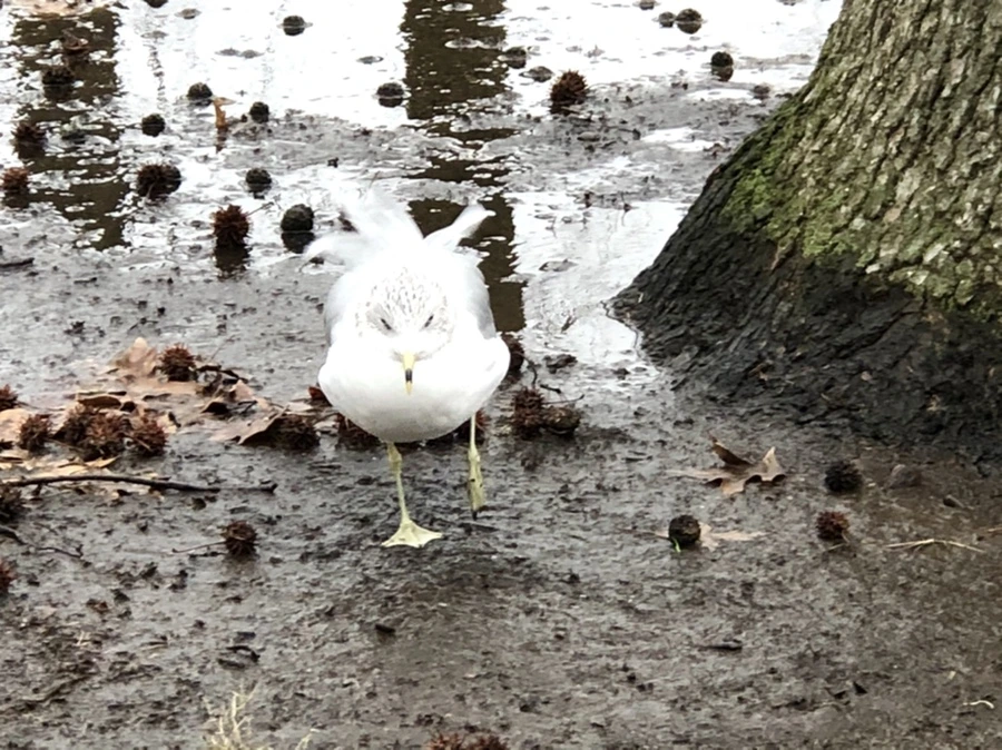 IMG_9455.jpg?type=w966