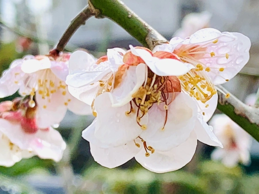 IMG_3985.jpg?type=w966