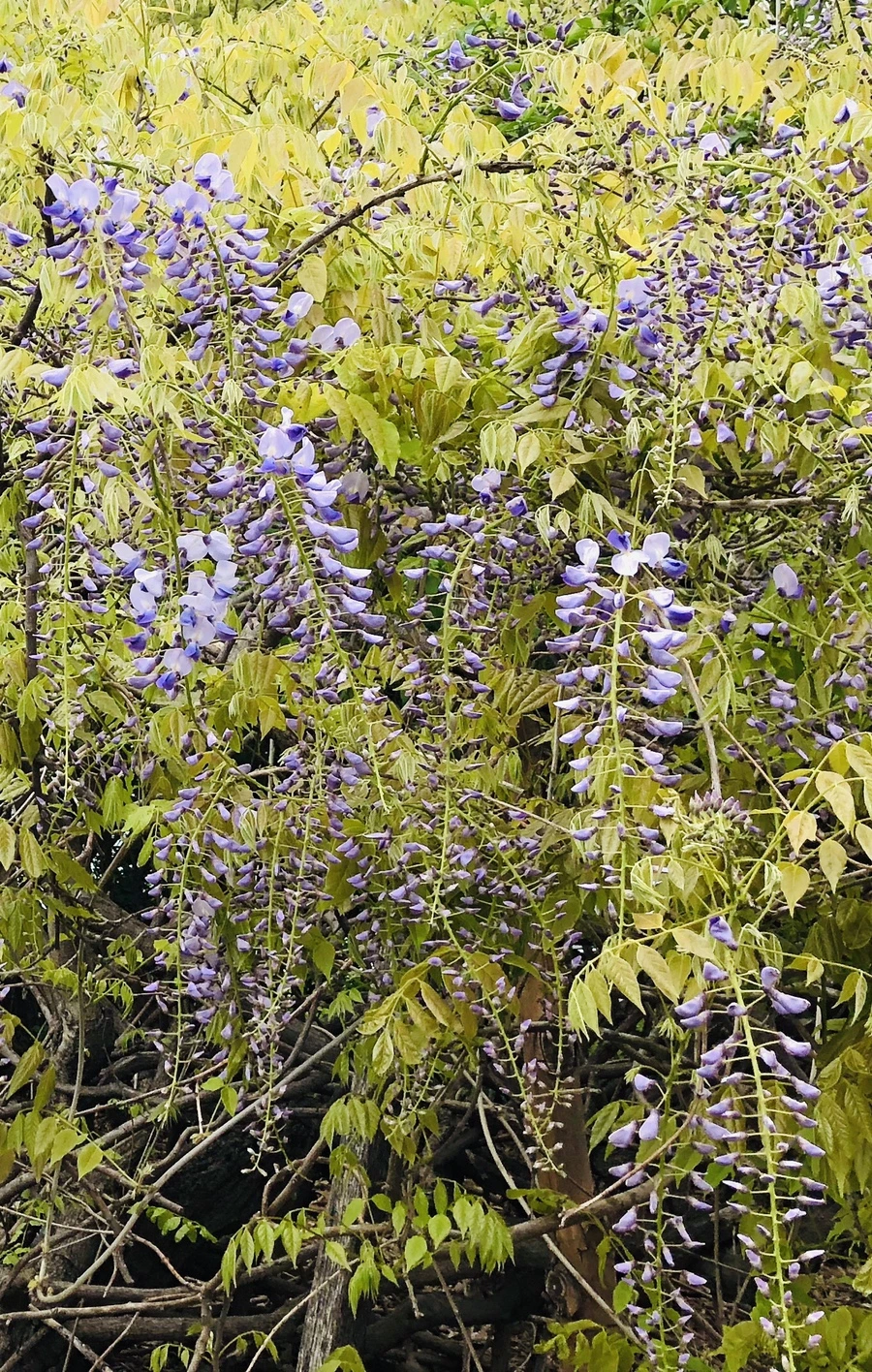 IMG_4094.jpg?type=w966