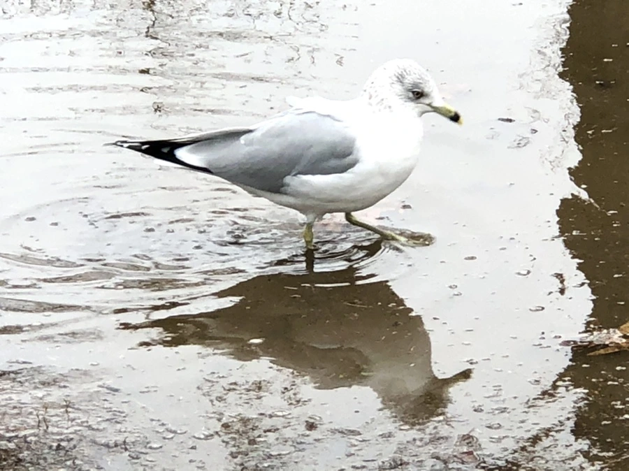 IMG_9441.jpg?type=w966