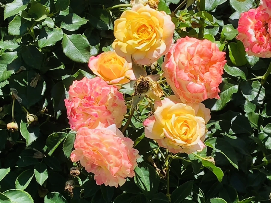 IMG_4165.jpg?type=w966