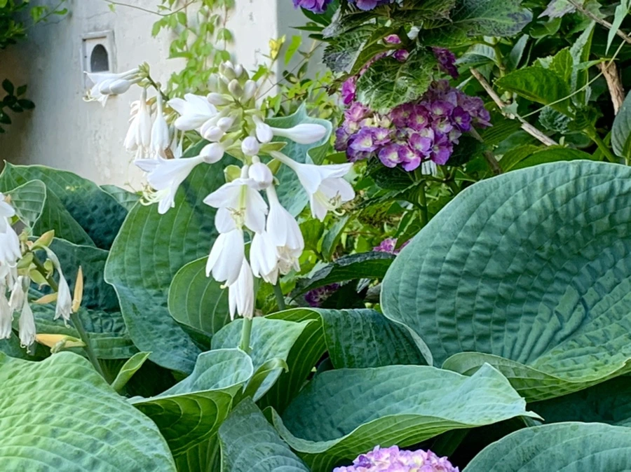 IMG_5317.jpg?type=w966