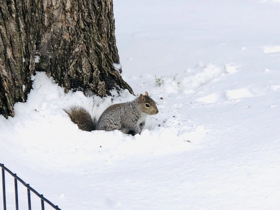 IMG_7170.jpg?type=w966