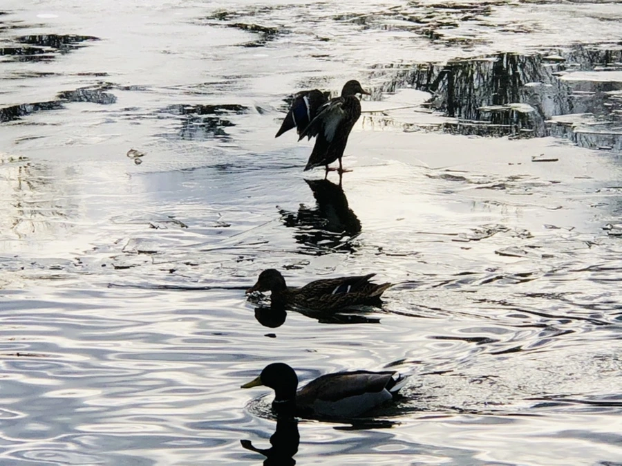 IMG_5037.jpg?type=w966