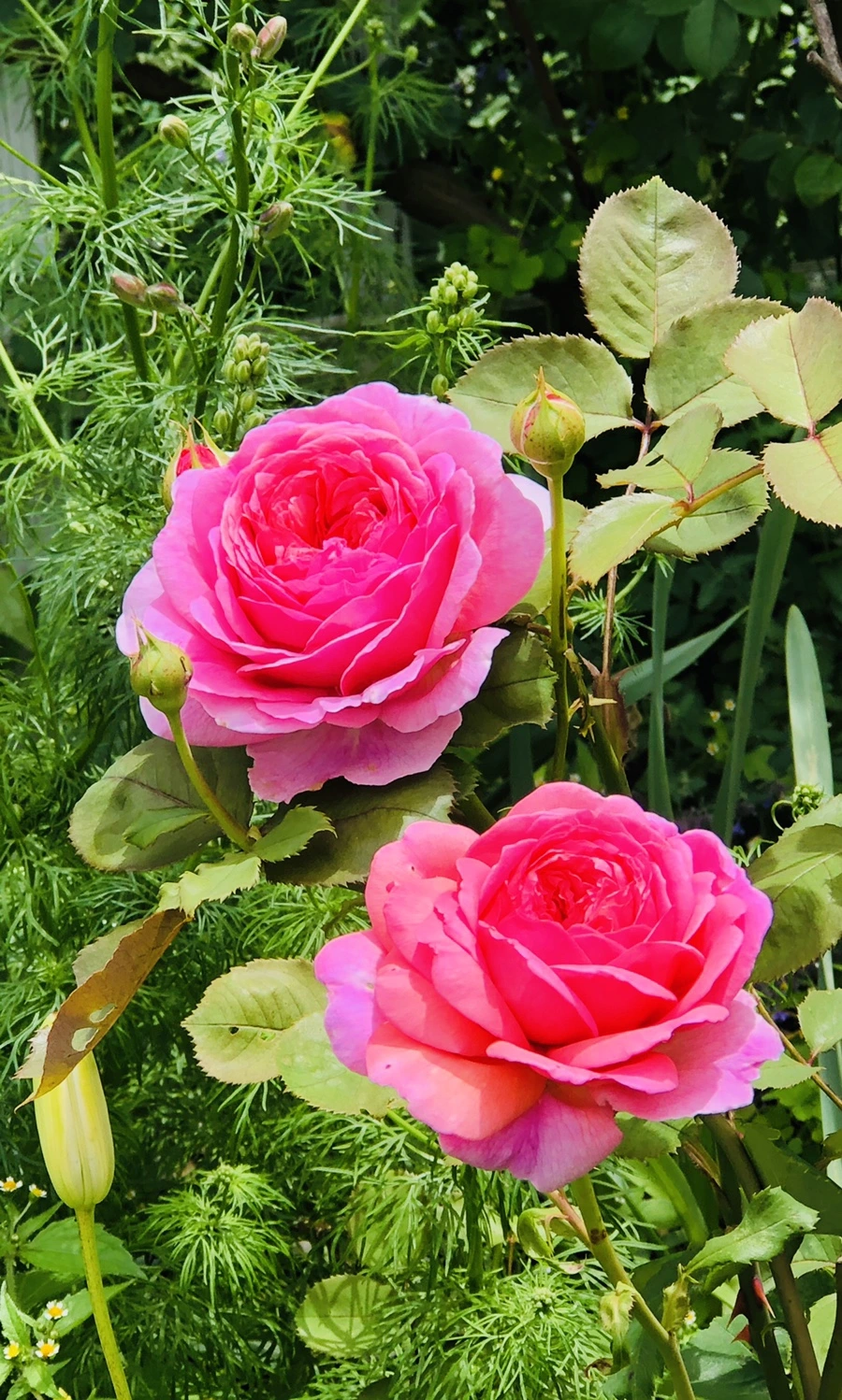 IMG_5925.jpg?type=w966