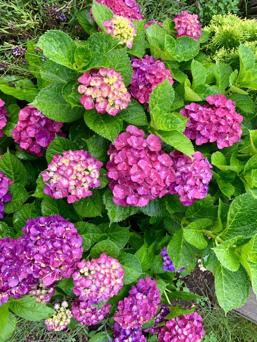 IMG_9096.jpg?type=w966