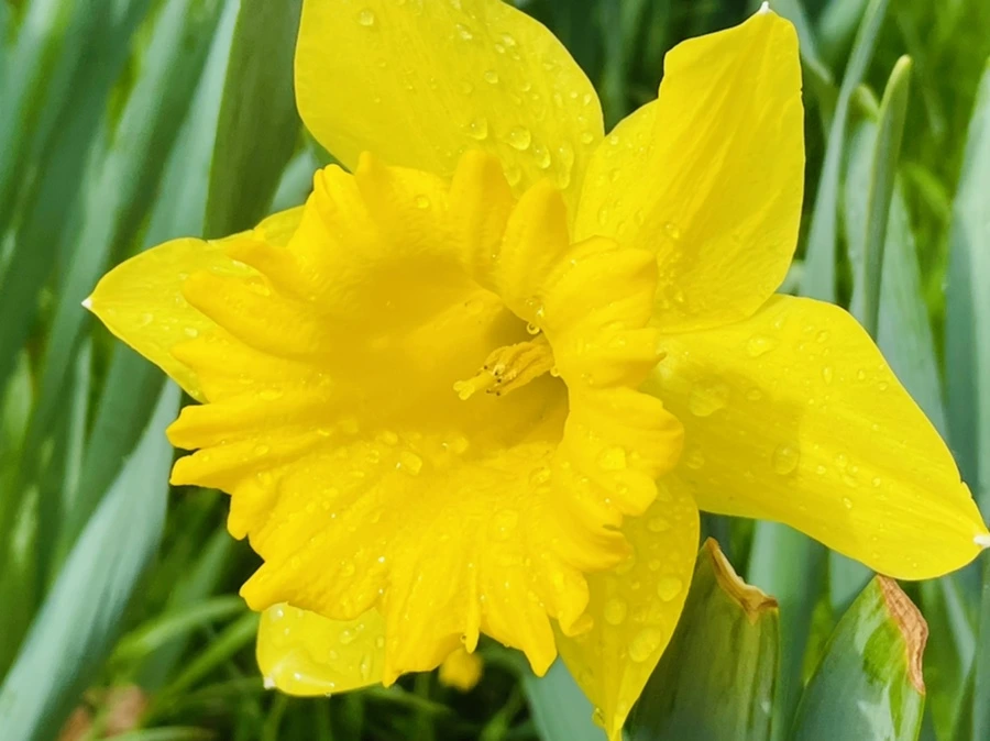 IMG_7442.jpg?type=w966