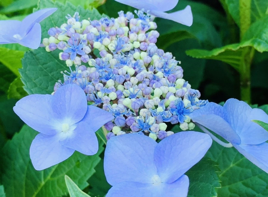 IMG_6304.jpg?type=w966