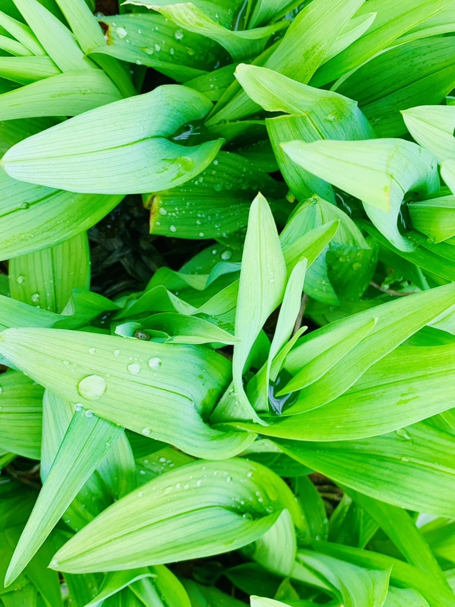 IMG_6298.jpg?type=w966