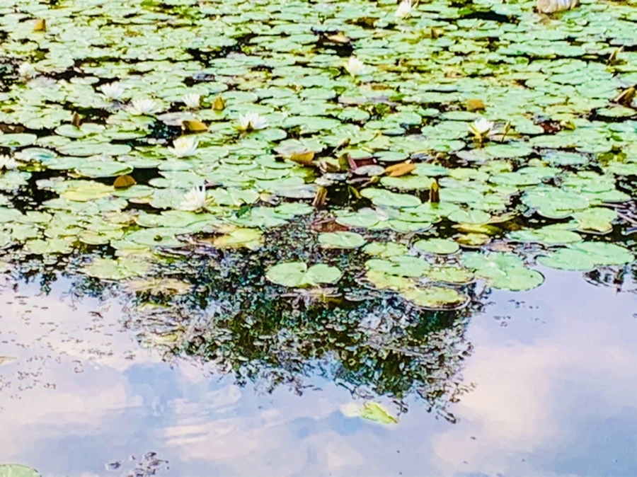 IMG_5834.jpg?type=w966