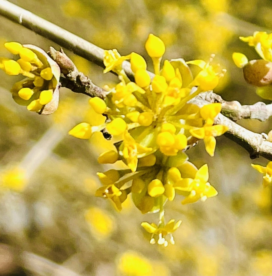 IMG_4962.jpg?type=w966