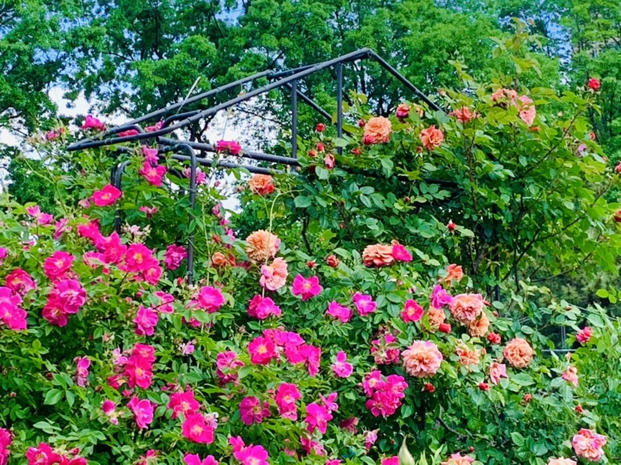 IMG_5823.jpg?type=w966