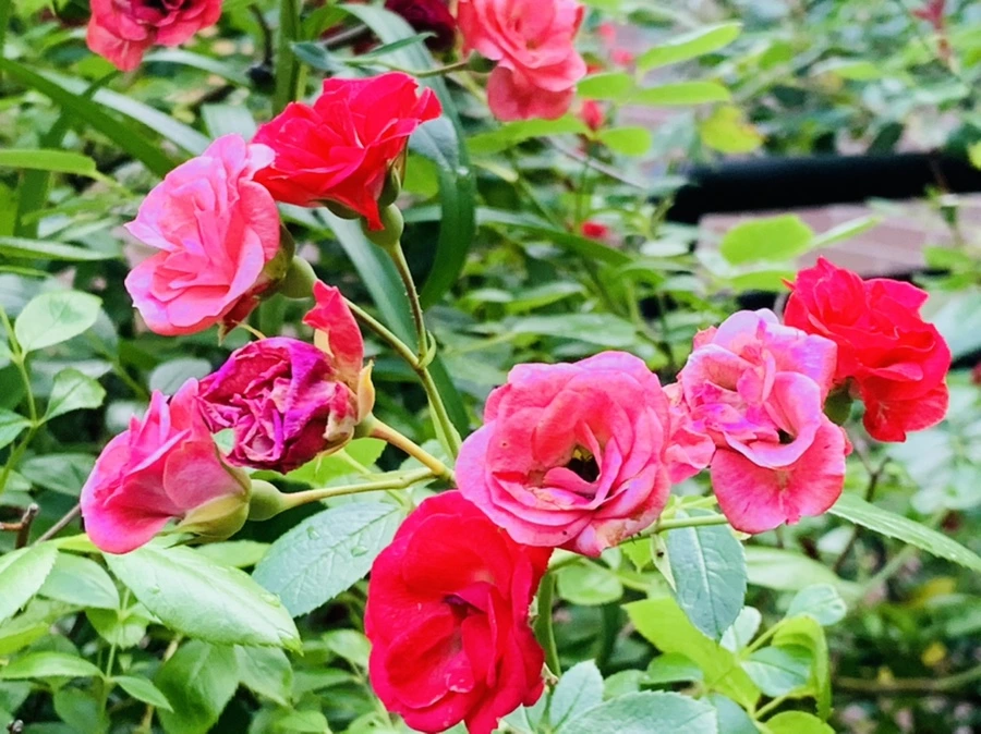 IMG_5883.jpg?type=w966