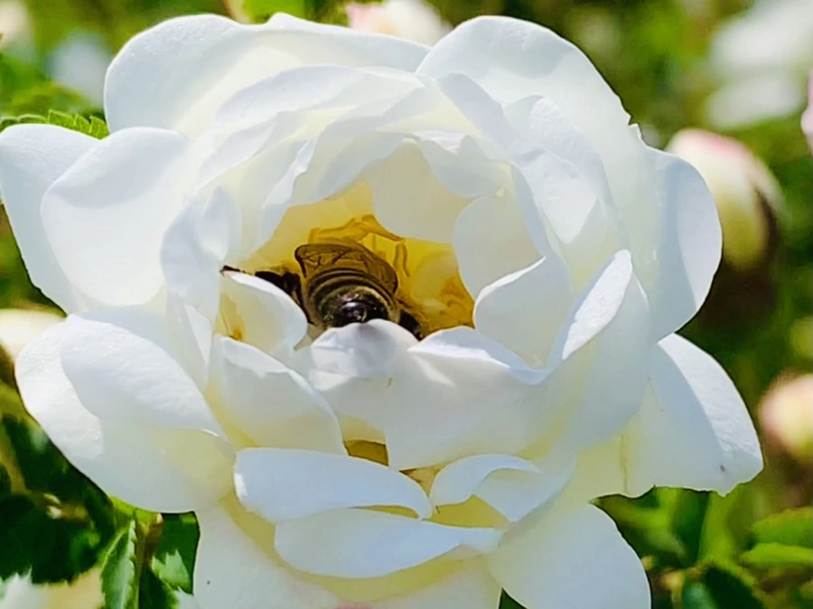 IMG_4333.jpg?type=w966