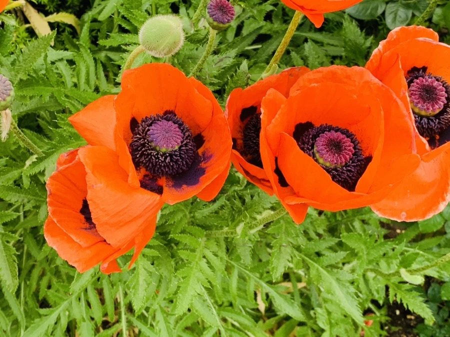 IMG_4912.jpg?type=w966