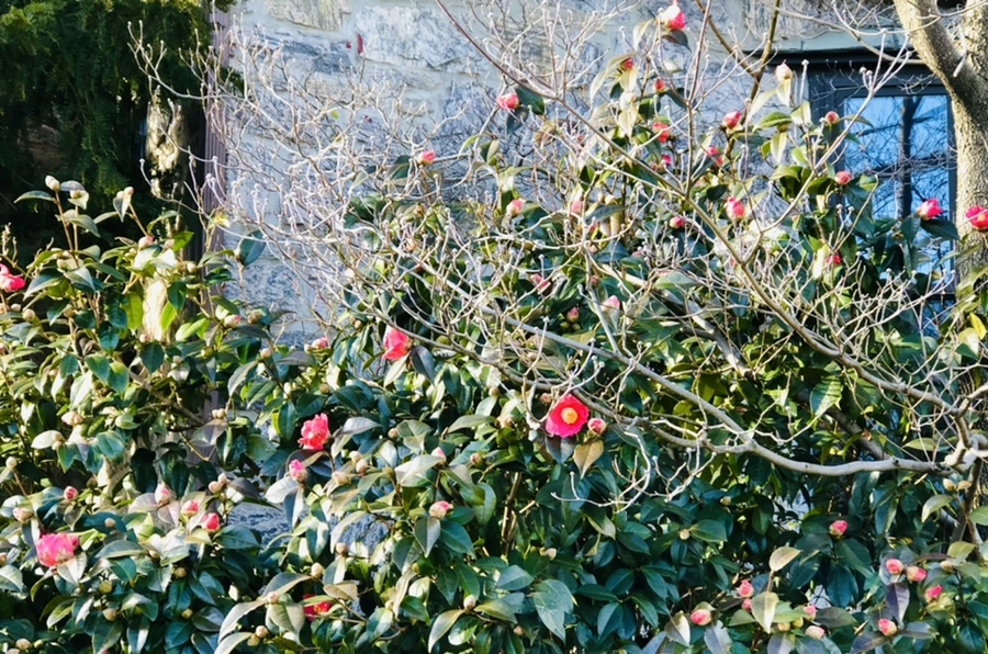 IMG_1376.jpg?type=w966