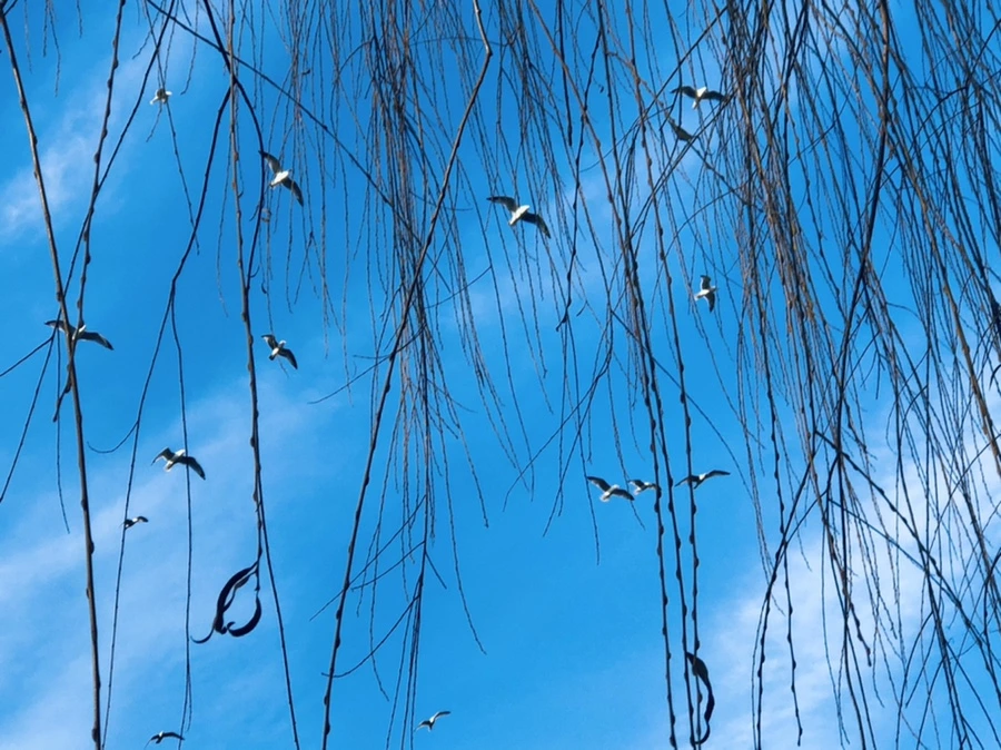 IMG_2573.jpg?type=w966