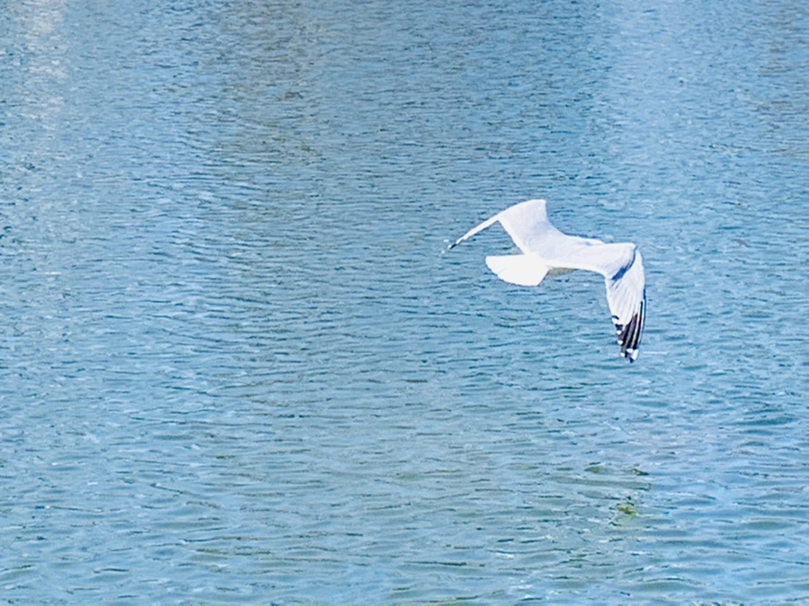 IMG_9385.jpg?type=w966