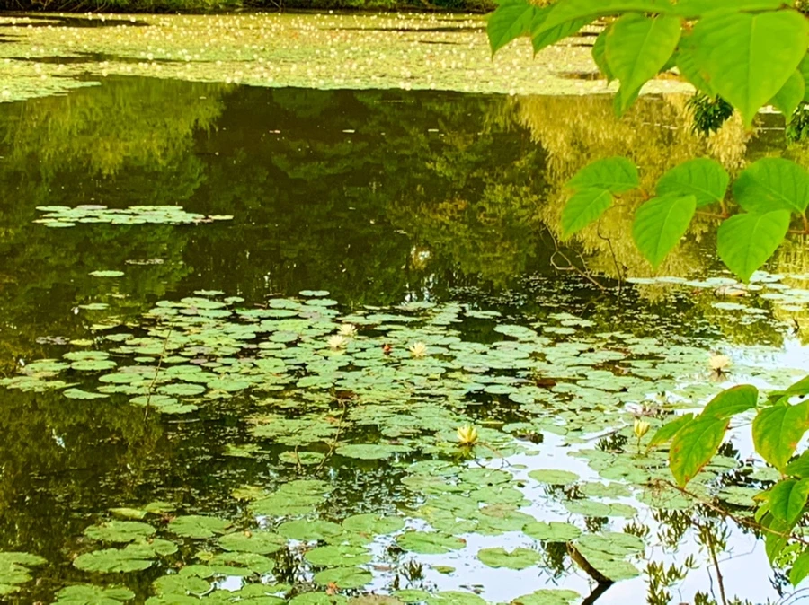 IMG_1837.jpg?type=w966