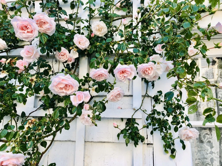 IMG_8221.jpg?type=w966