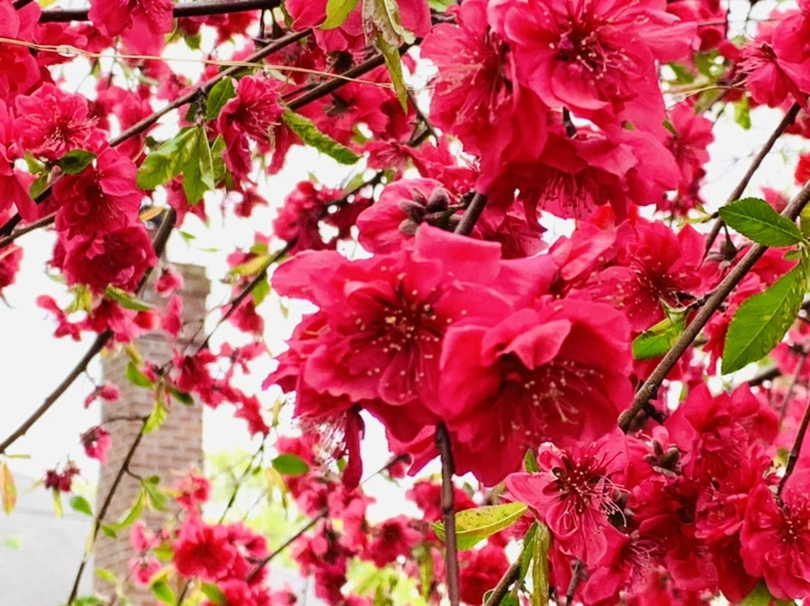 IMG_8023.jpg?type=w966