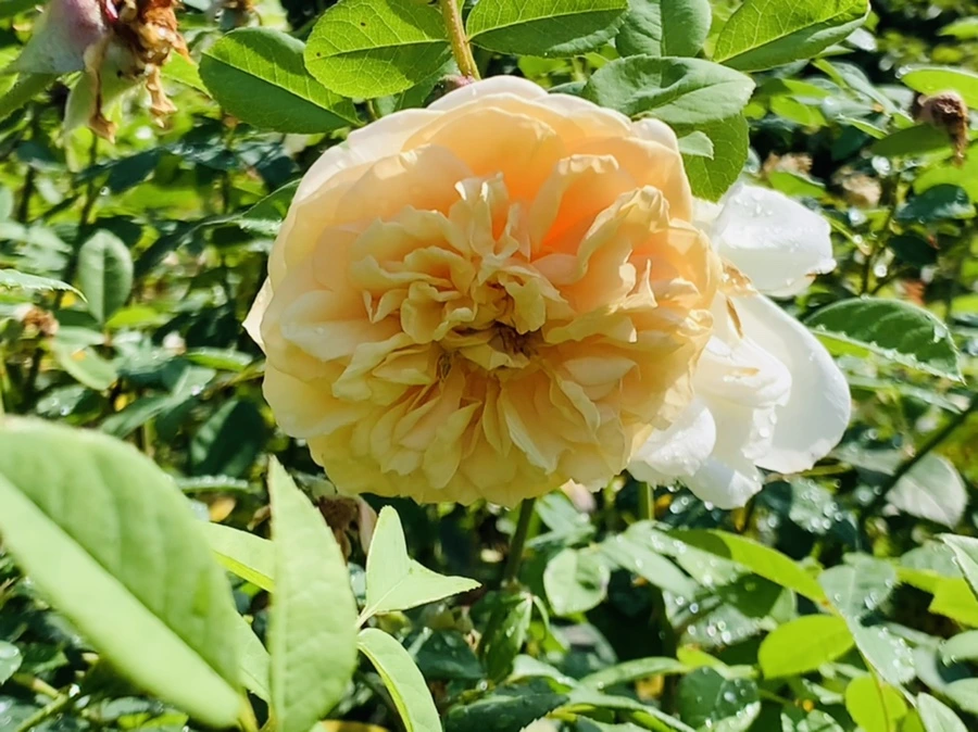 IMG_8418.jpg?type=w966