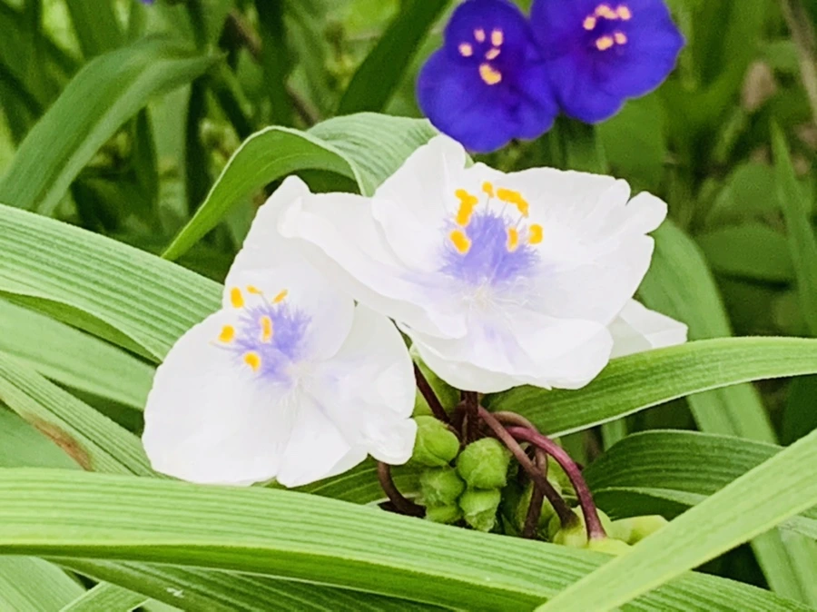 IMG_4803.jpg?type=w966