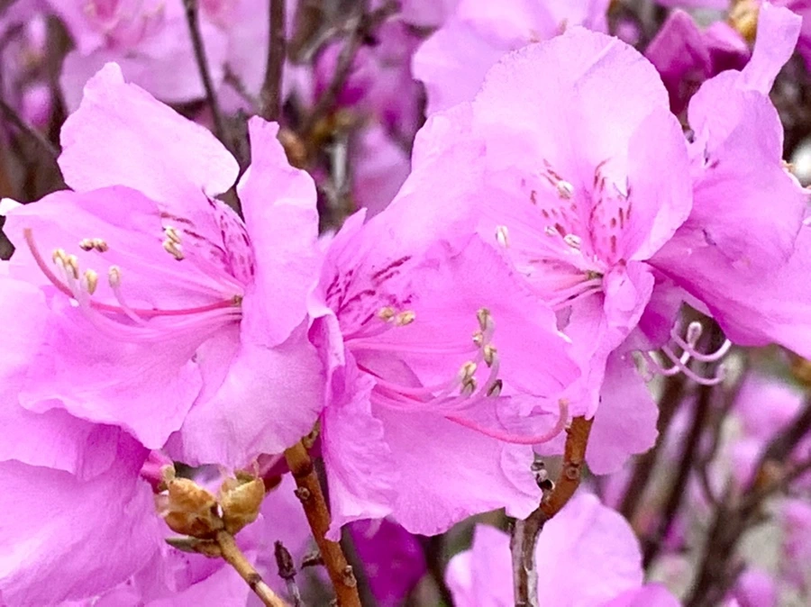 IMG_5972.jpg?type=w966