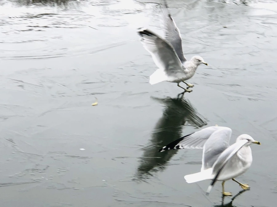 IMG_8945.jpg?type=w966