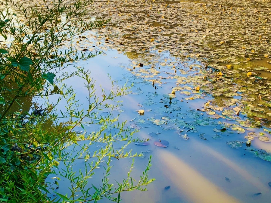 IMG_7201.jpg?type=w966