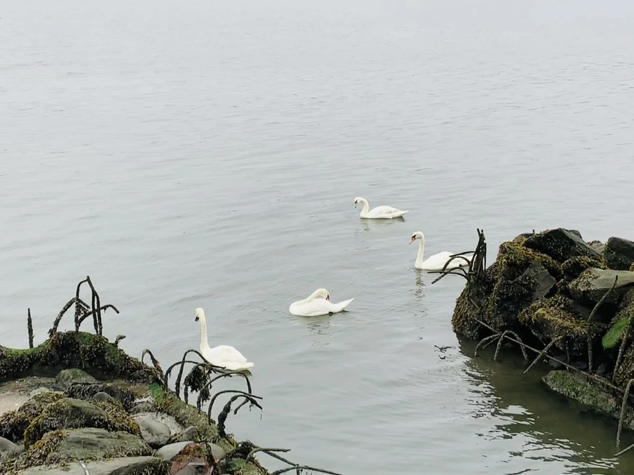 IMG_5160.jpg?type=w966