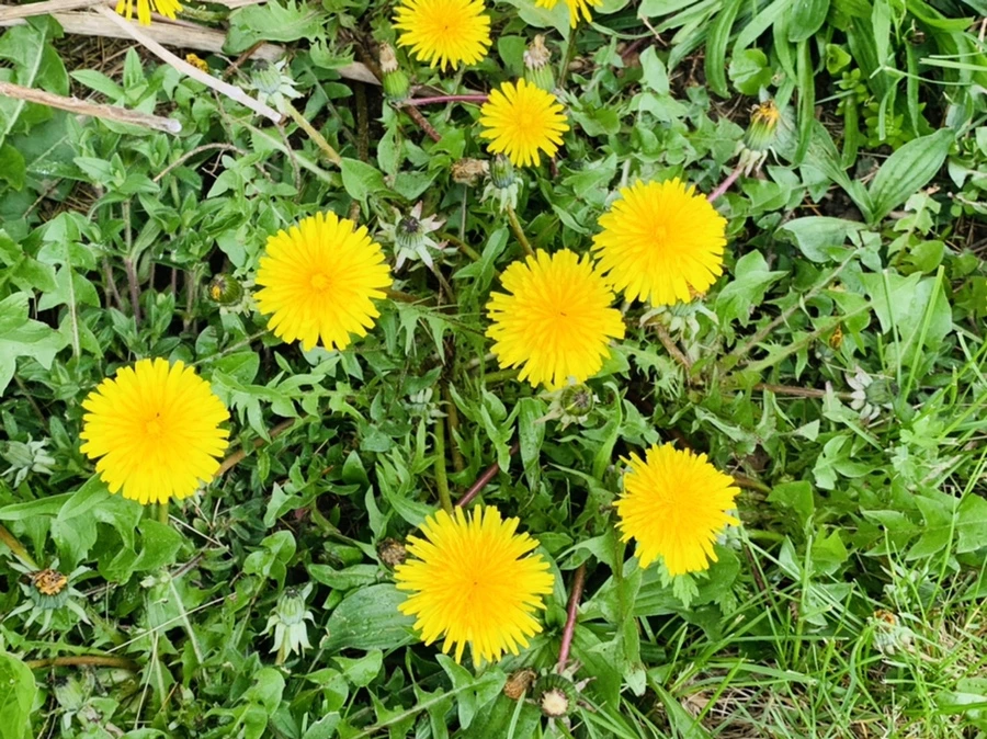 IMG_3955.jpg?type=w966