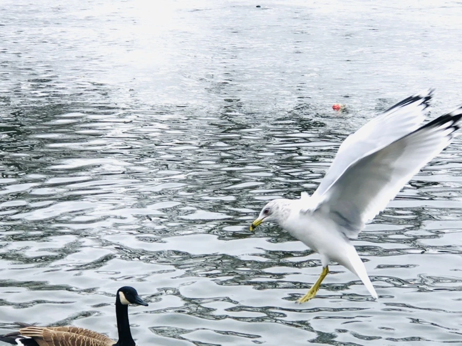 IMG_5855.jpg?type=w966