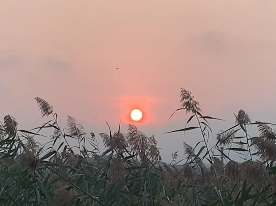 IMG_1104.jpg?type=w966