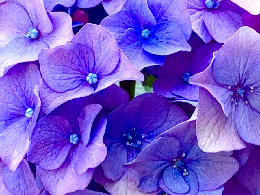 IMG_8775.jpg?type=w966