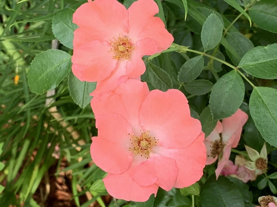 IMG_5963.jpg?type=w966