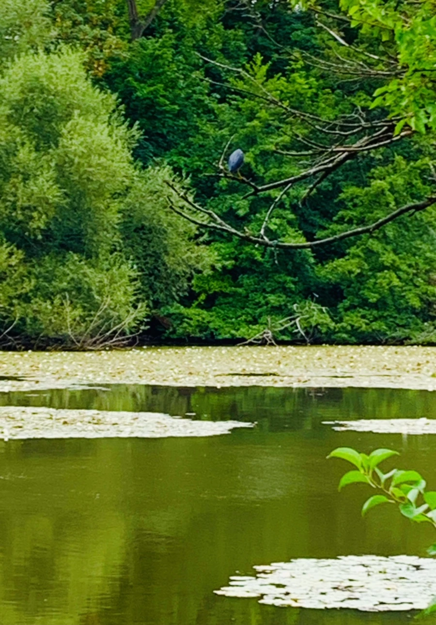 IMG_5195.jpg?type=w966