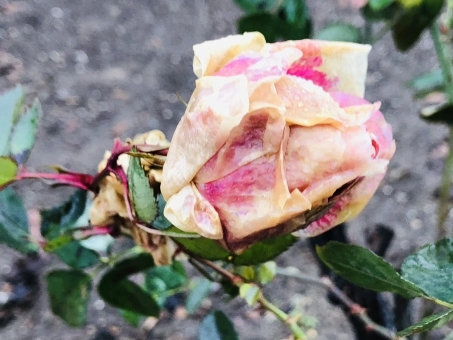 IMG_8089.jpg?type=w966