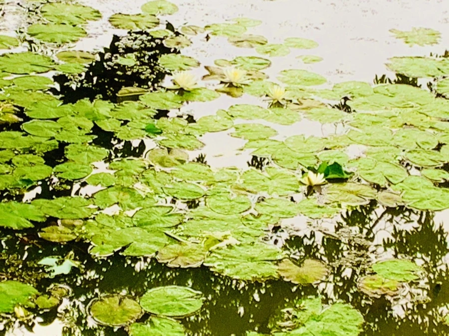 IMG_7823.jpg?type=w966