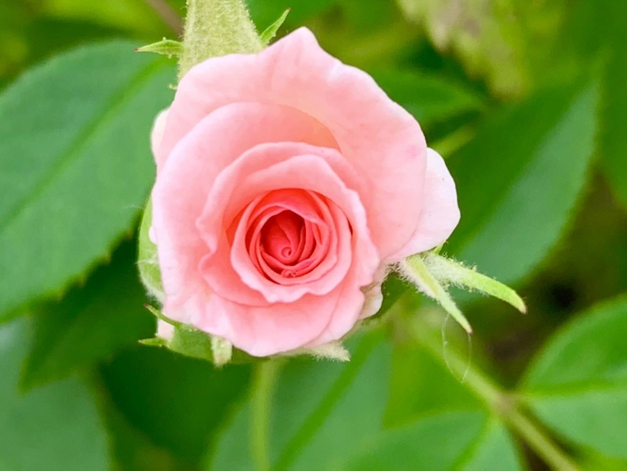 IMG_2687.jpg?type=w966