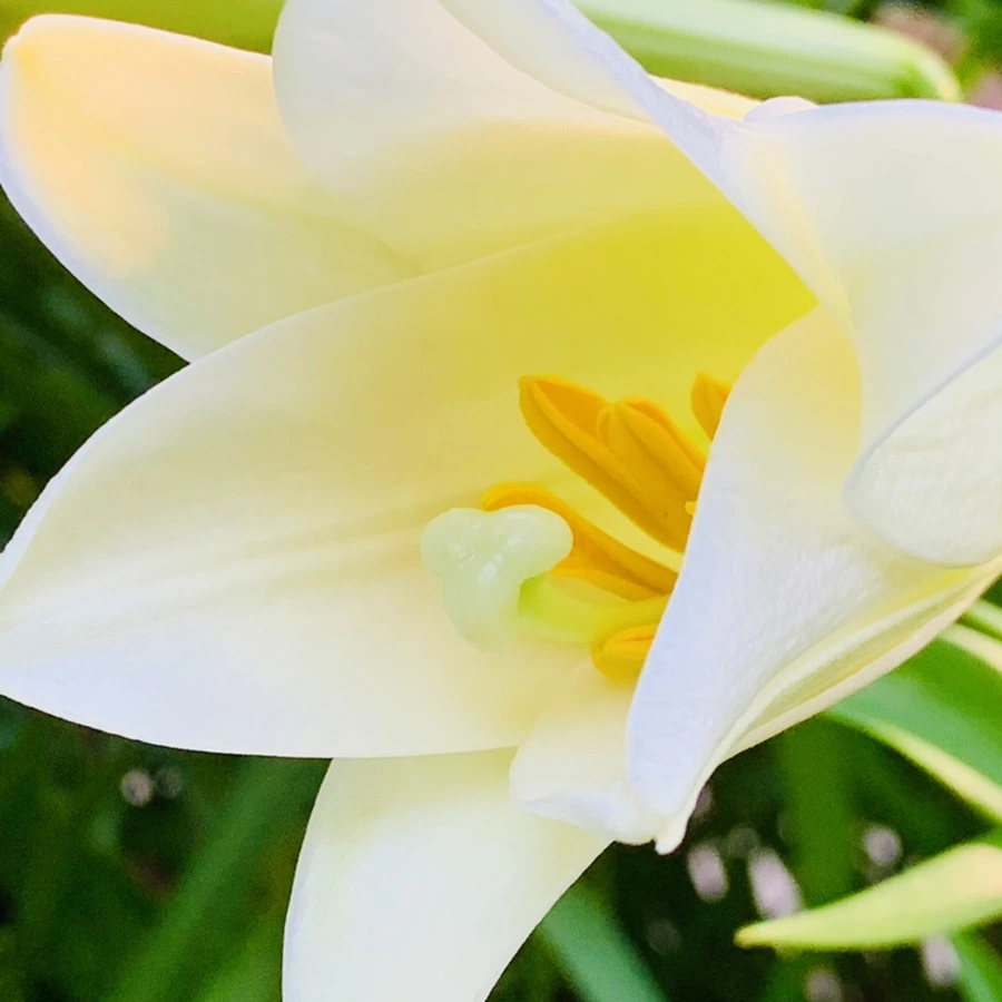 IMG_8742.jpg?type=w966