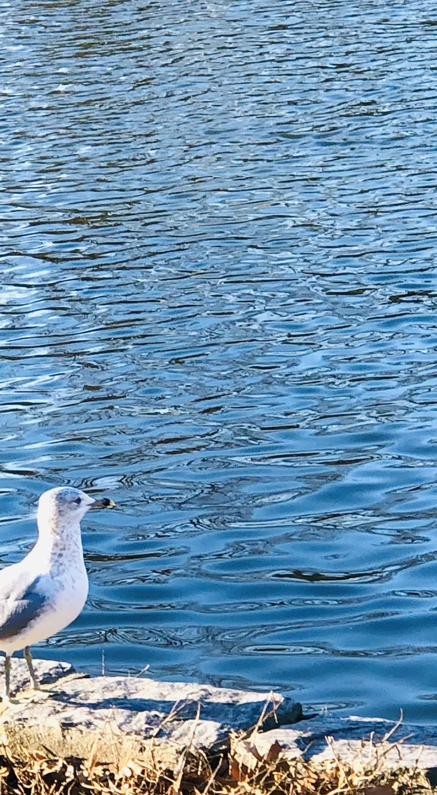 IMG_9313.jpg?type=w966