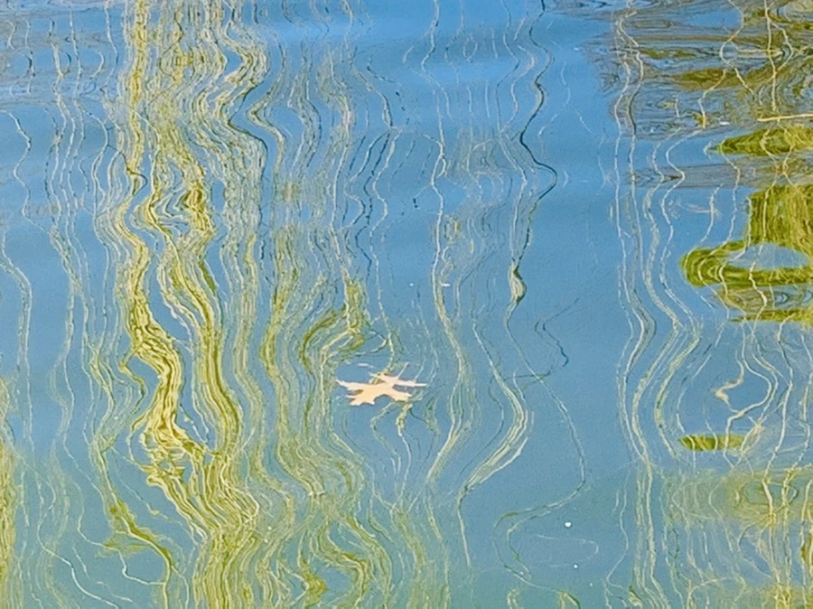 IMG_0600.jpg?type=w966