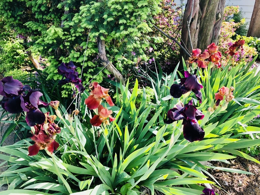 IMG_7631.jpg?type=w966