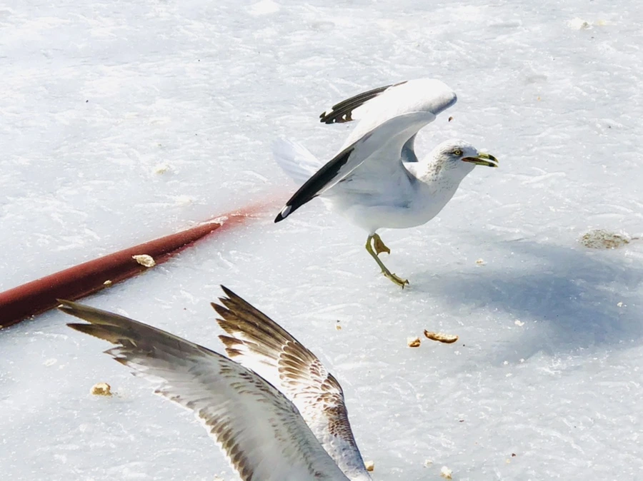 IMG_3188.jpg?type=w966